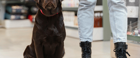 Pet Care Businesses for sale in Al Maryah Island 215626
