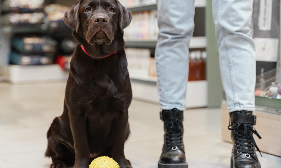 Premium Boutique Pet Care Business For Sale 1