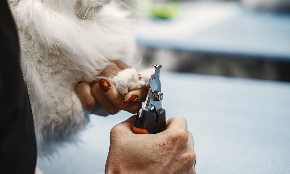 Pet Grooming And Day Care In Abu Dhabi For Sale 1