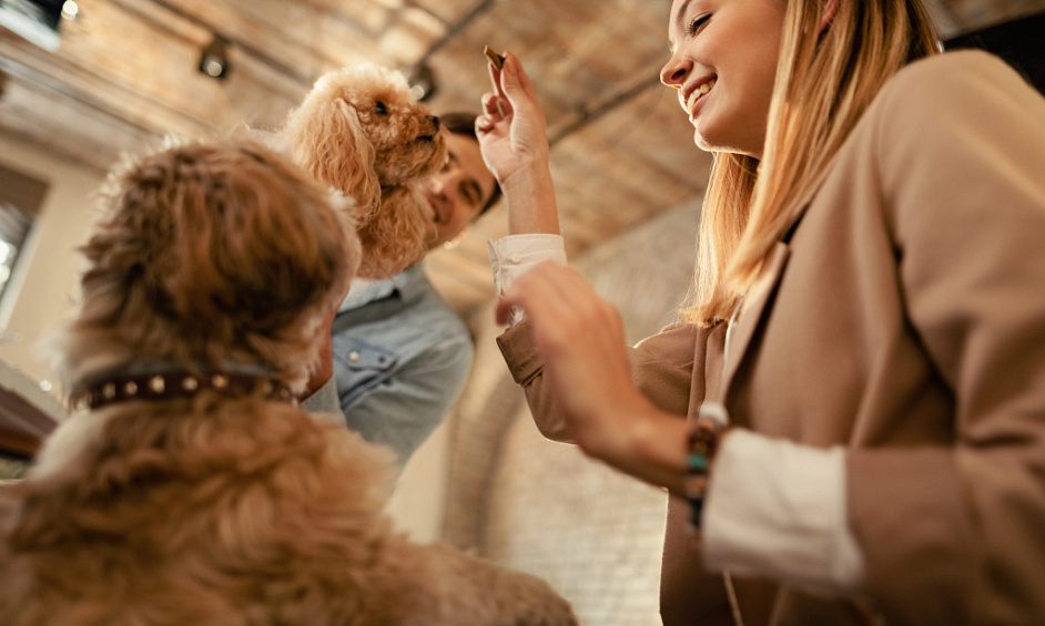 Growing Pet Boarding And Daycare Available For Sale 1 Growing Pet Boarding And Daycare Available For Sale 1