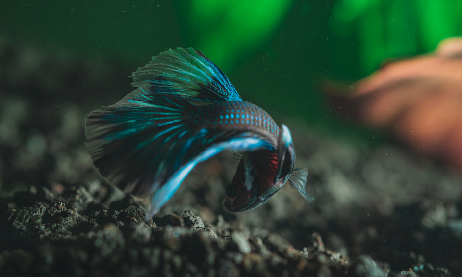 Aquarium shop equipment and supplies - Green Thumb Ornamental Fish 1