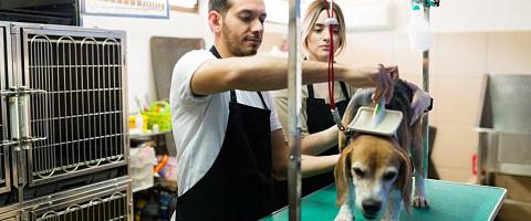 Pet grooming for sale in Dubai Islands 215645