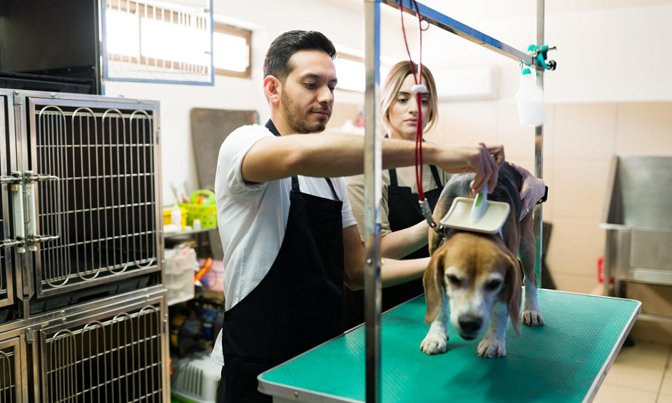 Pet Grooming & Boarding In Dubai For Sale 1 Pet Grooming & Boarding In Dubai For Sale 1